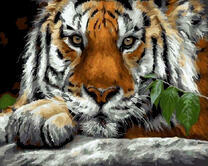 Задумчивый взгляд тигра