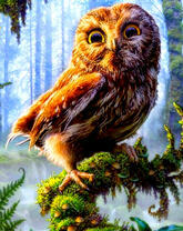 Филин с большими глазами