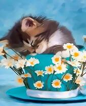 Ромашки и котенок в чашке