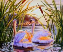 Два белых лебедя в лучах заката