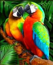 Нежные попугаи Ара