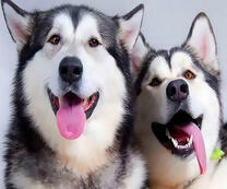Довольные хаски