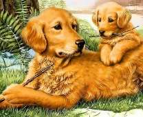 Мама учит щенка играть палками