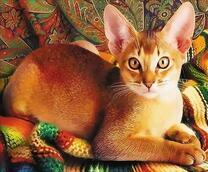 Египетская кошка