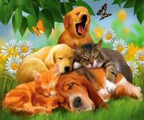 Собаки и коты среди больших ромашек