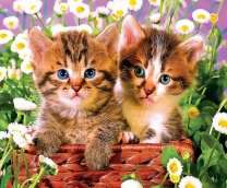 Белые ромашки и милые котята в корзинке