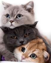 Башня из пушистых котят