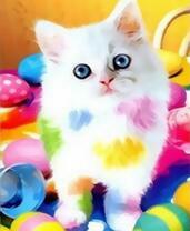 Белый котёнок и краски