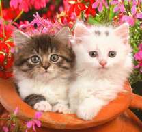 Разные котята в кувшине