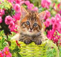 Котенок в розовых цветочках