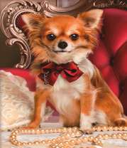 Рыженькая собачка и бусы