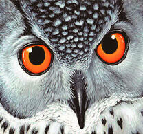 Пронзительный взгляд серой совы