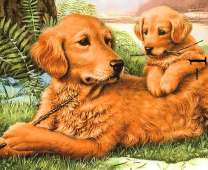 Щенок и взрослый лабрадоры под деревом