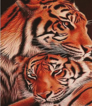 Влюбленные тигры