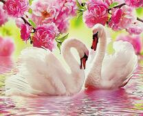 Пара белых лебедей на озере под цветами роз