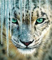 Снежный барс и сосульки