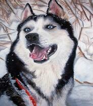 Радостный хаски на зимней прогулке