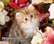 Пушистый котёнок в весенних цветах