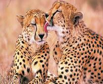 Леопарды умываются