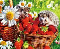 Ромашки, клубника и ежи