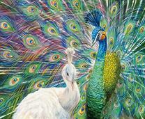 Яркий павлин и белая самочка