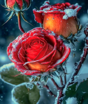 Розы припорошённые снегом