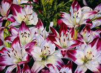 Пестрые лилии на клумбе