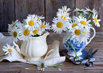 Ромашки везде