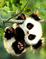 Маленькая панда на ветке