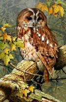 Коричневая сова