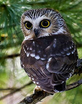 Черный филин