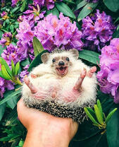 Веселый ёжик