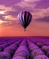 Полет над лавандовым полем