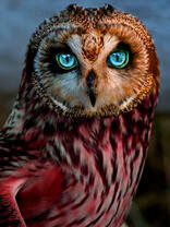 Пронзительный взгляд