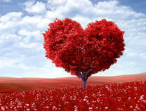 Цветущее в виде сердца дерево