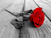 Одинокая роза на деревянном настиле