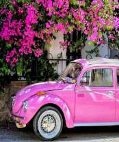 Розовый фольксваген жук под цветущим деревом