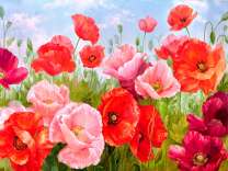 Поляна разноцветных маков