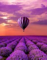 Воздушный шар над лавандовым полем