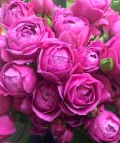 Красивый букет роз крупным планом