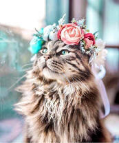 Серая пушистая кошечках в веночке из роз