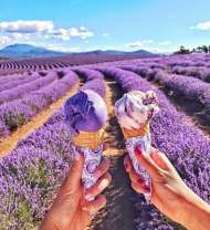 Пара мороженых на фоне цветущей лаванды