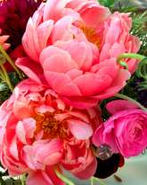 Пышные чайные розы