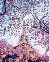 Весенние деревья у Эйфелевой башни