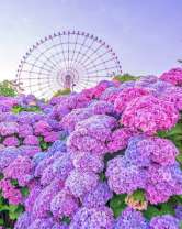 Кусты гортензии на фоне колеса обозрения