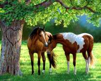 Пара влюбленных лошадей