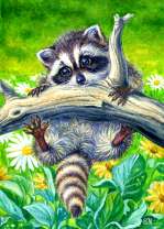 Енот на ветке