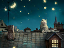 Пушистый котик на крыше дома