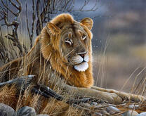 Молодой тигр под сухим деревом в траве