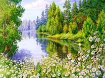 Маленькие ромашки на берегу лесного озера